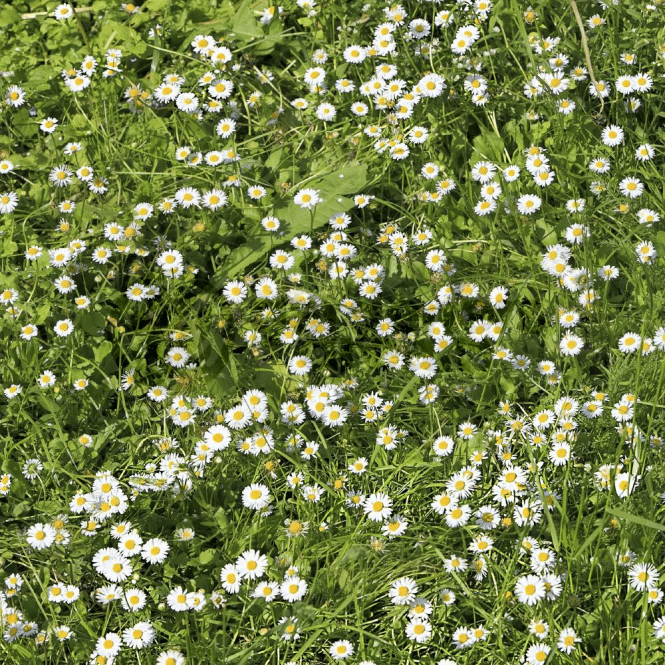 Chamomile Lawn Pros And Cons