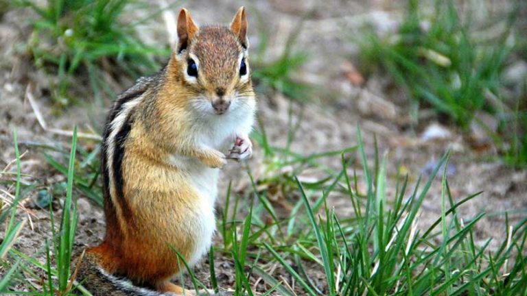 How To Get Rid Of Chipmunks In Your Yard