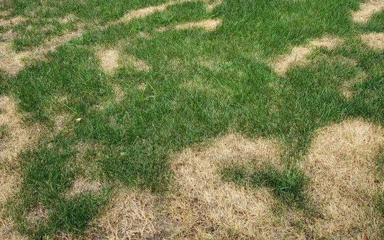 pictures of over fertilized lawns