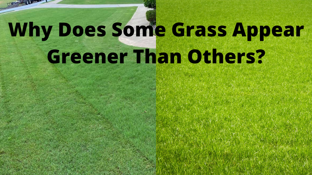 Why Does Some Grass Appear Greener Than Others?