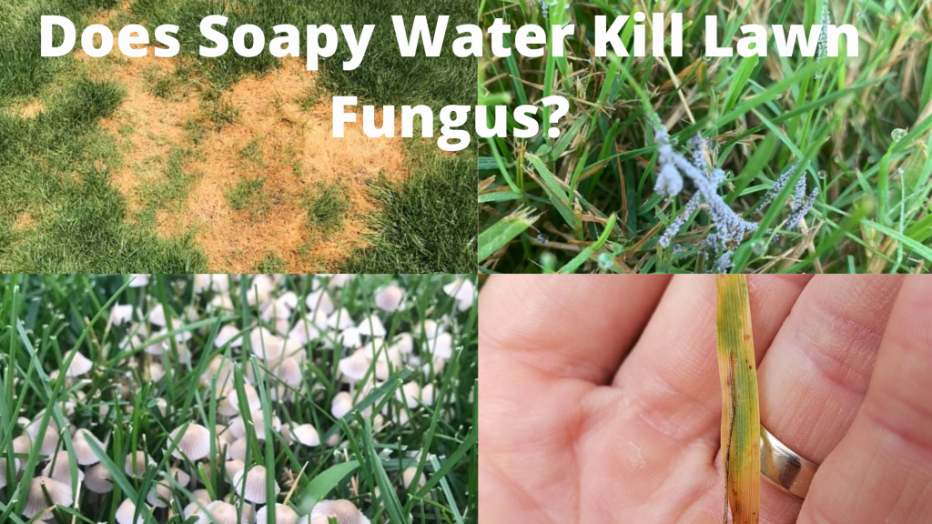 Does Soapy Water Kill Lawn Fungus? (Here’s how to use it) - Lawn Holic