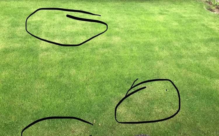 grass turning yellow after fertilizing