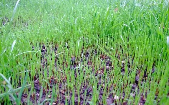 Watering new grass seed
