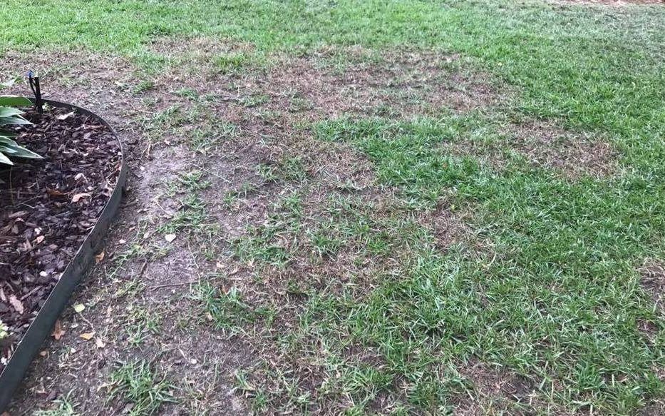 new sod thinning out
