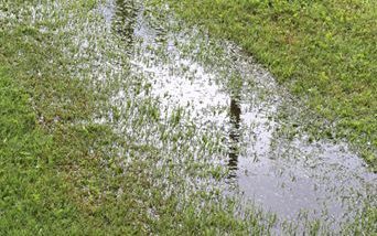 too much rain hurt new sod