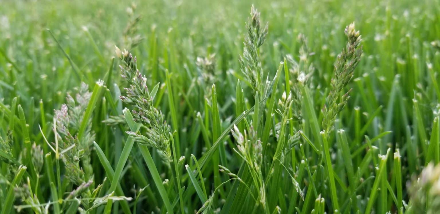 Why Does My Grass Look Like Wheat?