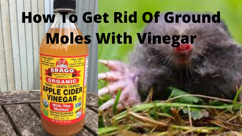 How To Repel Ground Moles With Vinegar