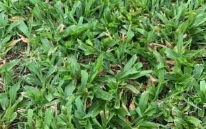 photo of crabgrass