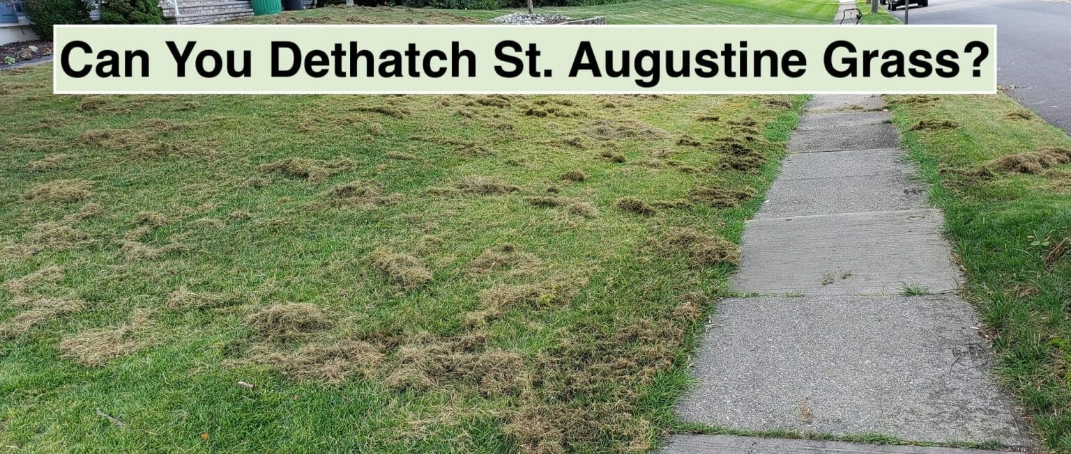 Dethatching St Augustine Lawn
