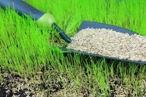 The list of 23 How to overseed lawn without aerating 1 How To Overseed Lawn Without Aerating