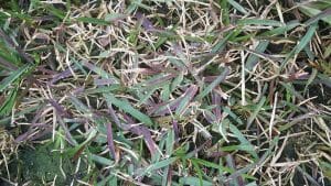why is new grass turning purple?