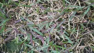 why is new grass turning purple?