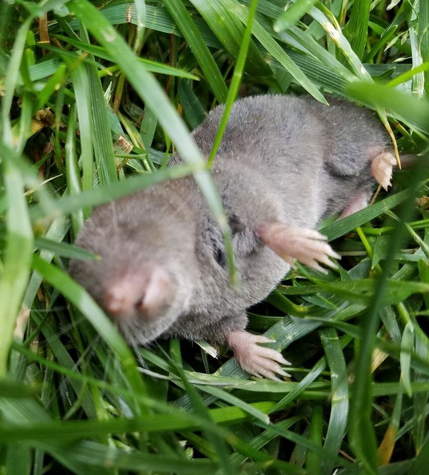 Killing Moles with Marshmallows (Here's How To Do It Right)