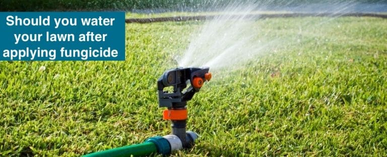 should-you-water-your-lawn-after-applying-fungicide