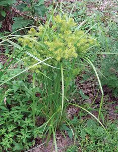 nutsedge - weeds that look like grass