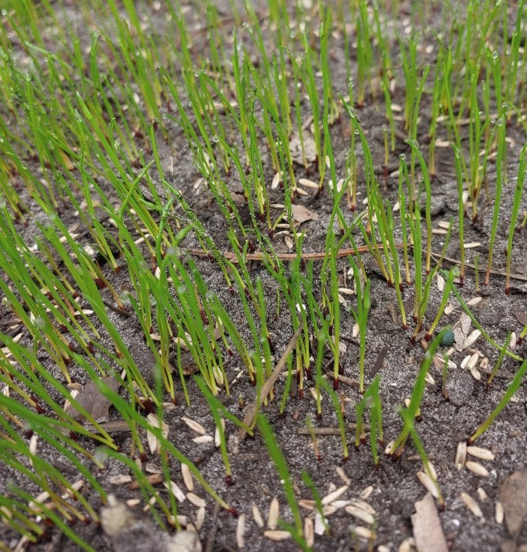 Watering New Grass Seed How Much Water