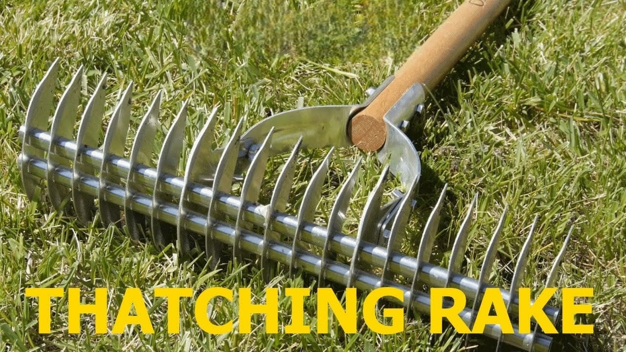how to dethatch st augustine grass