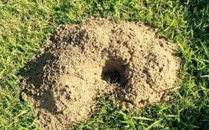 Small Holes In Lawn Overnight Causes How To Fill Them