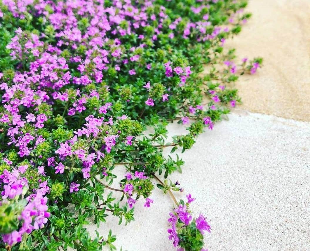 creeping thyme for lawn