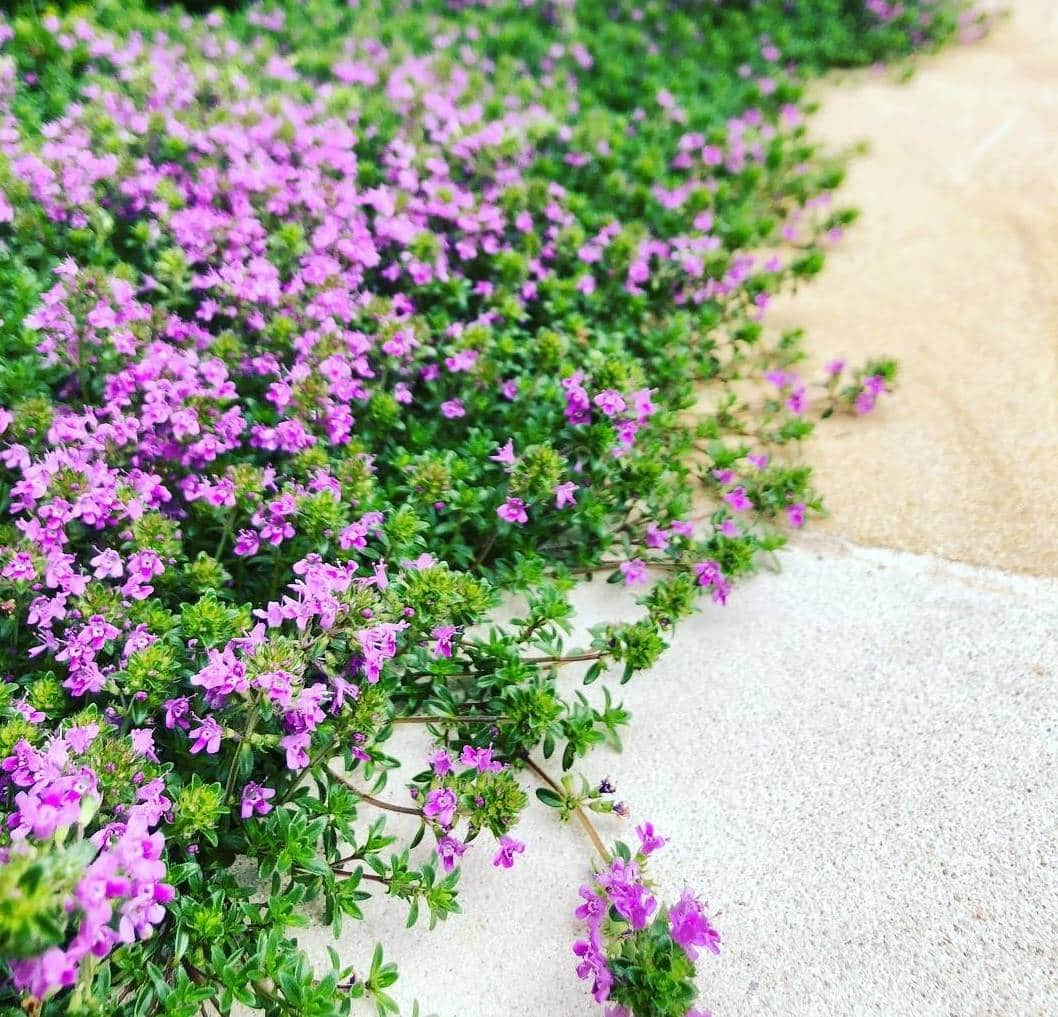 ground cover ideas instead of grass -Creeping Thyme