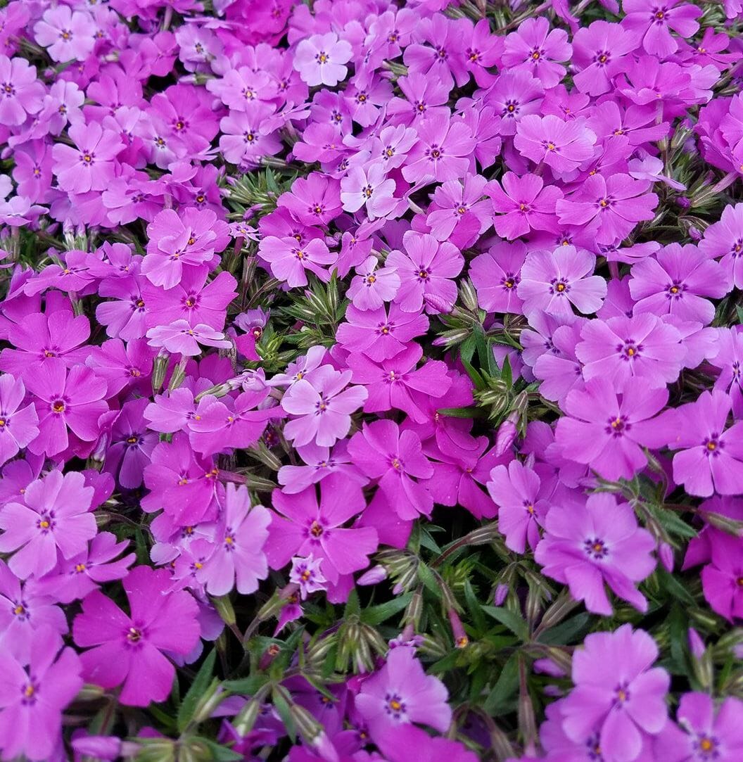 cheap alternatives to grass lawn - Creeping phlox