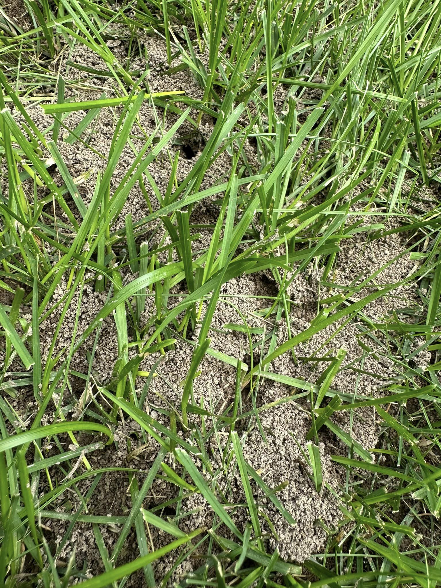 how to get rid of ants in yard naturally 