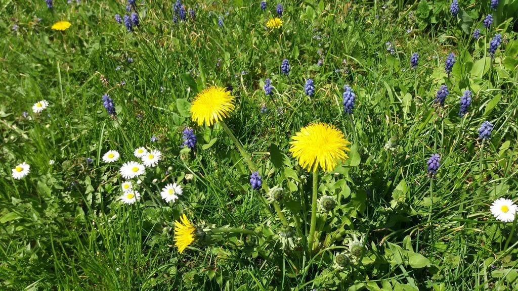 How To Permanently Kill Weeds And Grass with Homemade Weed Killer