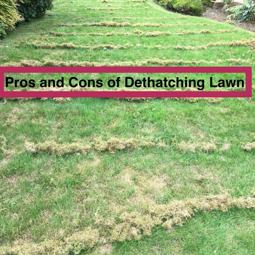 Pros and Cons of Dethatching Your Lawn