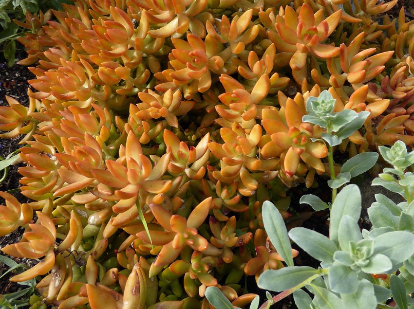 carpet sedum lawn