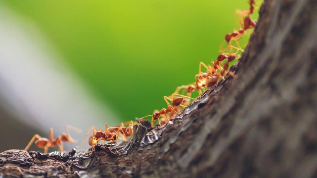 How To Get Rid Of Ants In Your Yard And Driveway Naturally   Ants In Yard 1024x576 