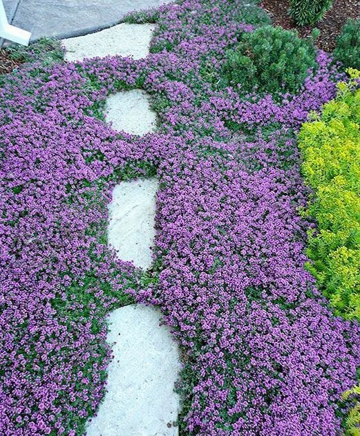 Creeping Thyme Lawn (Pros and Cons and How to Plant)