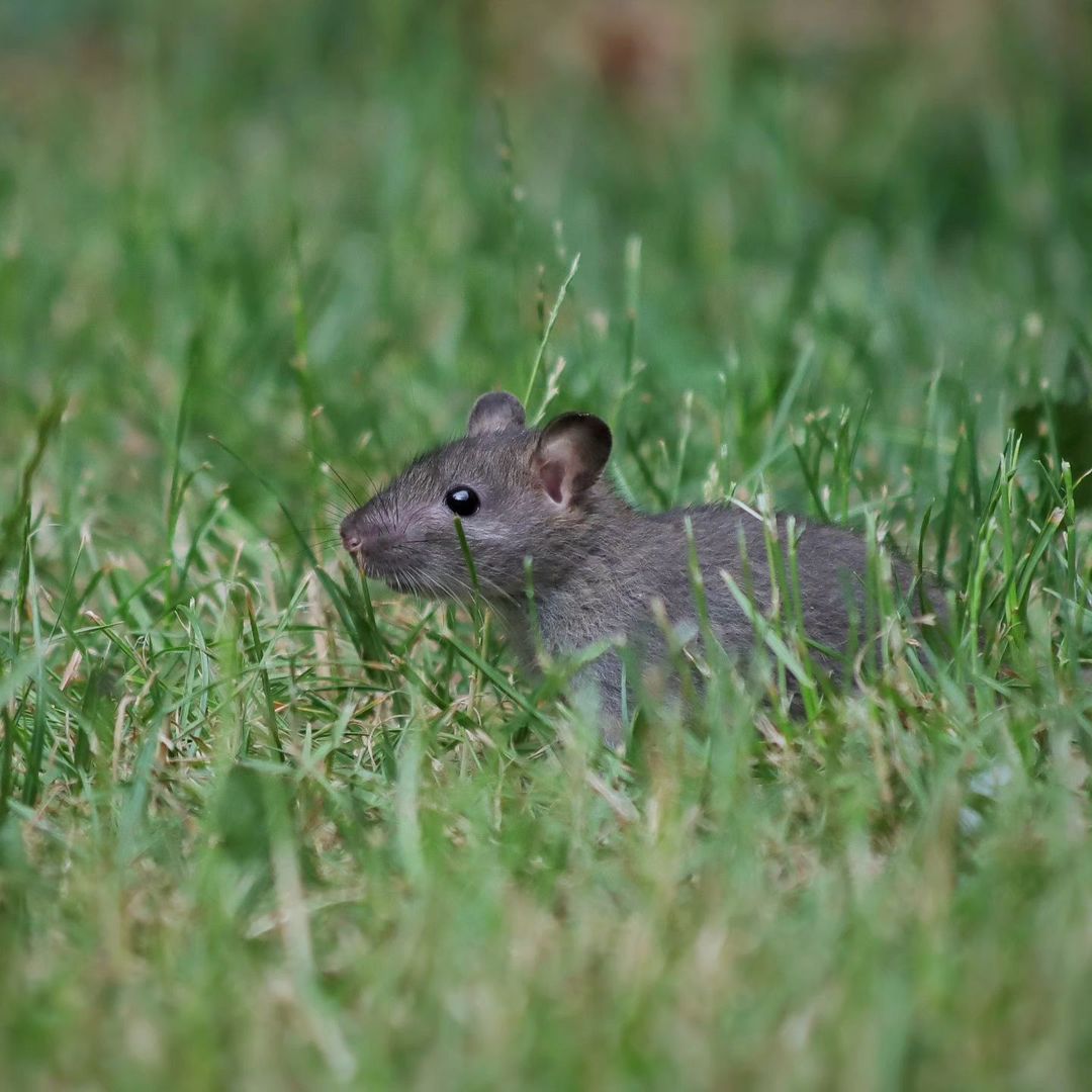 How to Get Rid of Rats in Yard Without Harming Pets