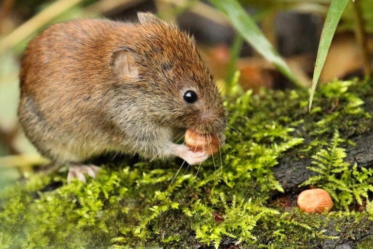 How To Get Rid Of Voles In Your Yard And Garden Lawn Holic