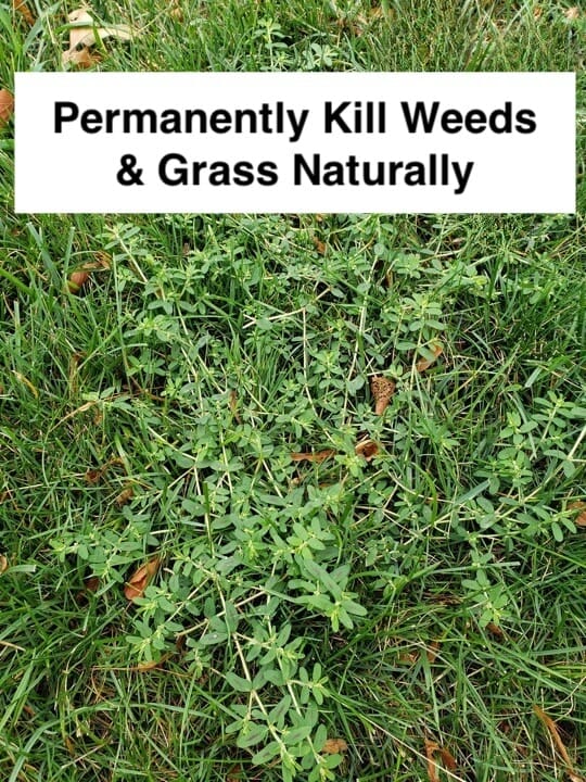 How To Permanently Kill Weeds And Grass With Homemade Weed Killer Lawn Holic 