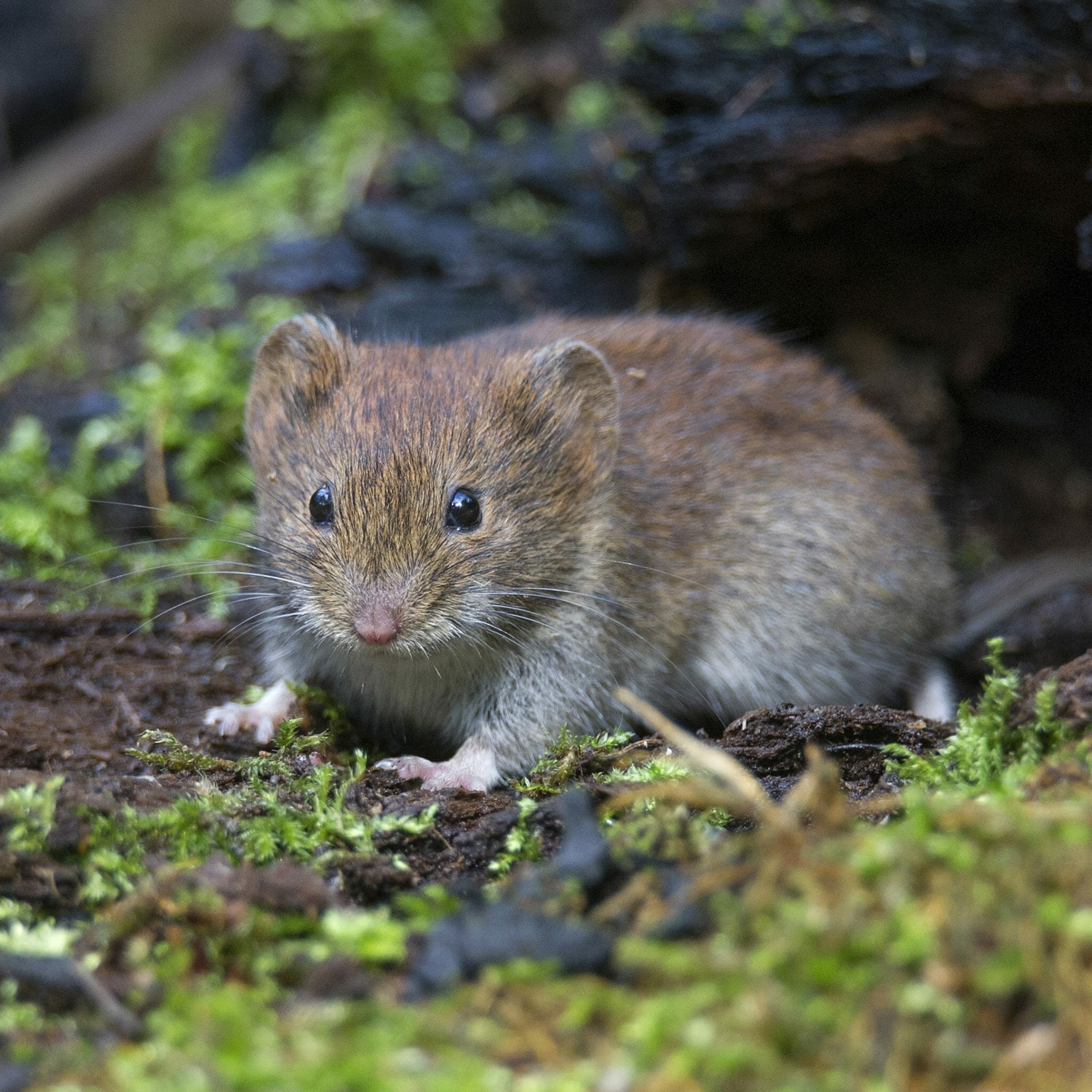 How To Get Rid Of Voles In Your Yard {2024}