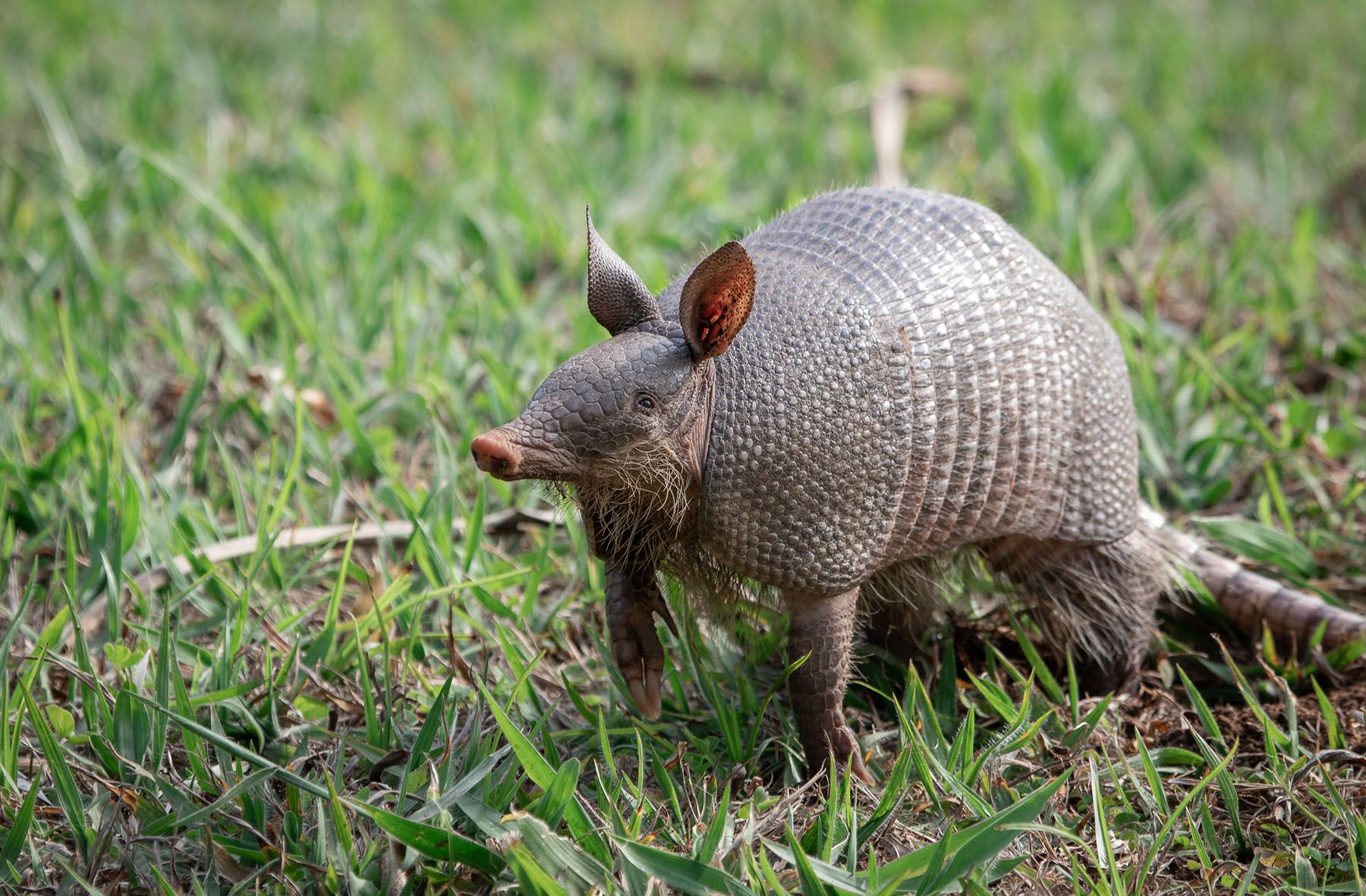 how to get rid of armadillos