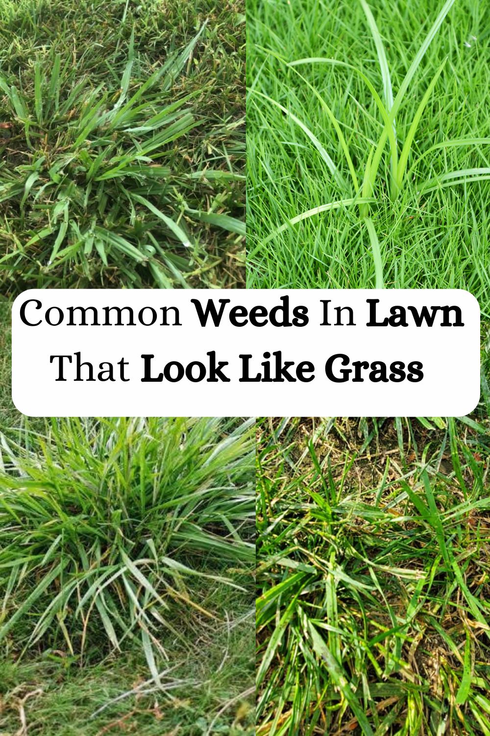 Common Weeds In Lawn That Look Like Grass