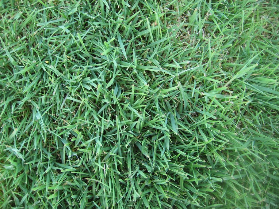 Common Weeds In Lawn That Look Like Grass
