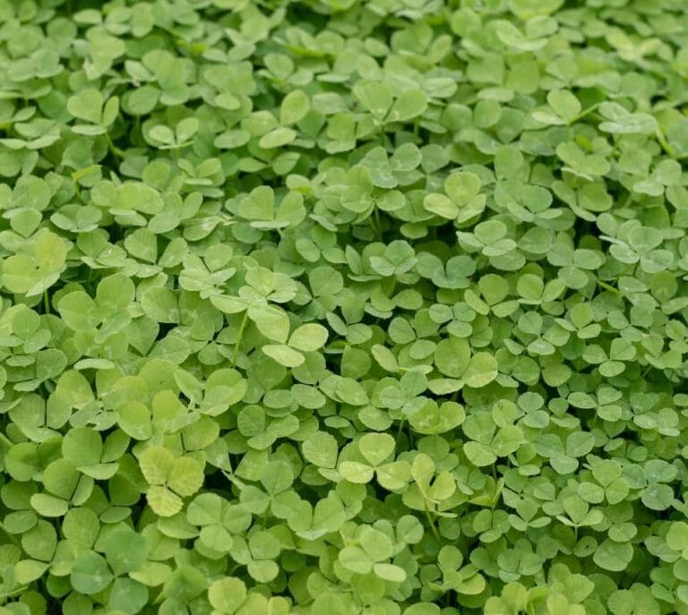 Microclover Lawn Pros and Cons