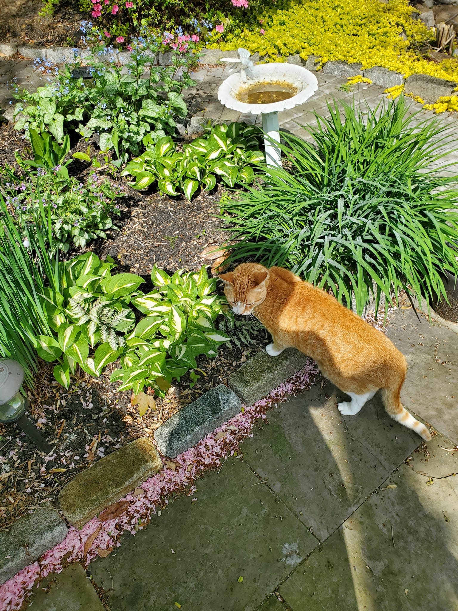 How to Keep Cats Out of Your Yard and Garden Naturally