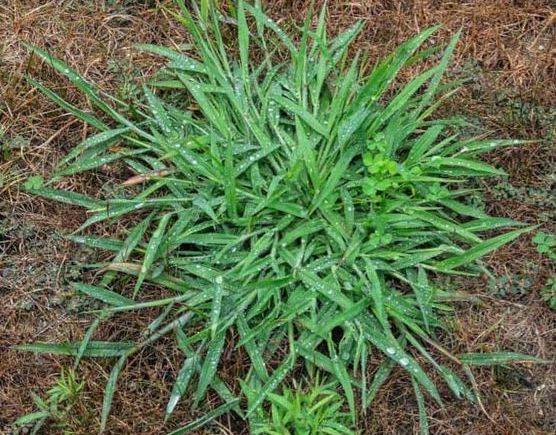 killing crabgrass with baking soda