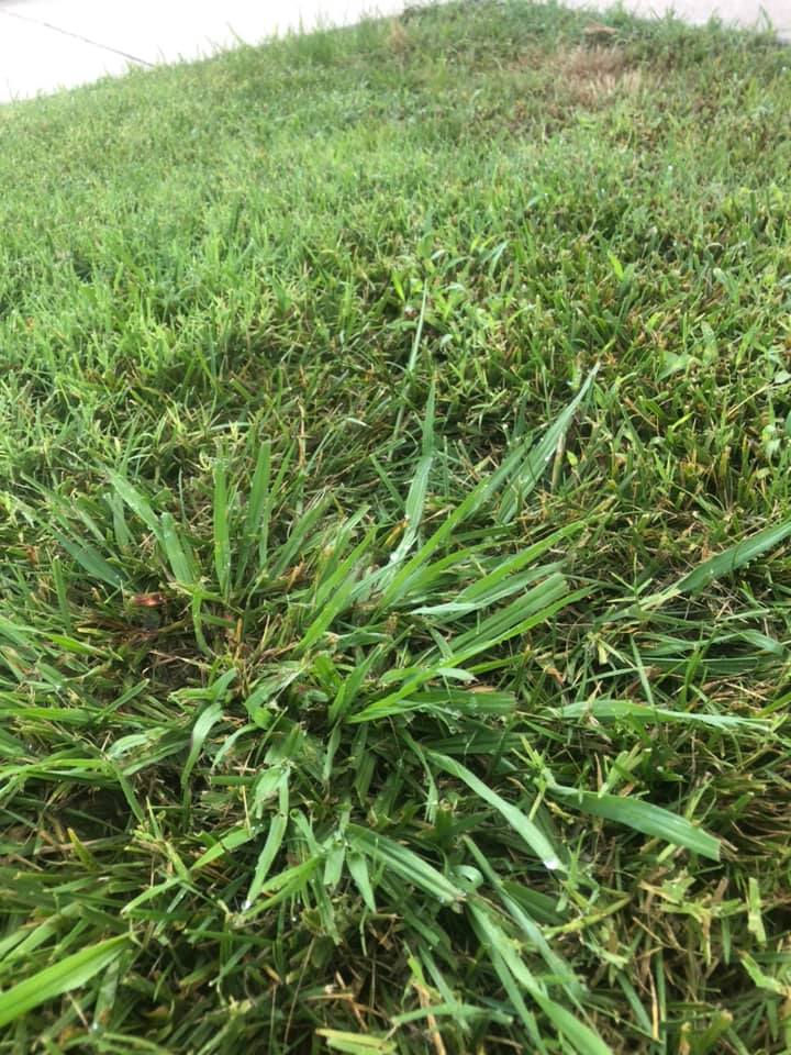 Common Weeds In Lawn That Look Like Grass