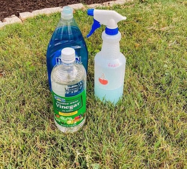 DIY Ant Killer Without Borax