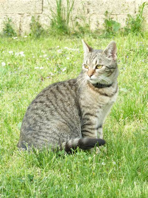 How to keep cats out of yard naturally