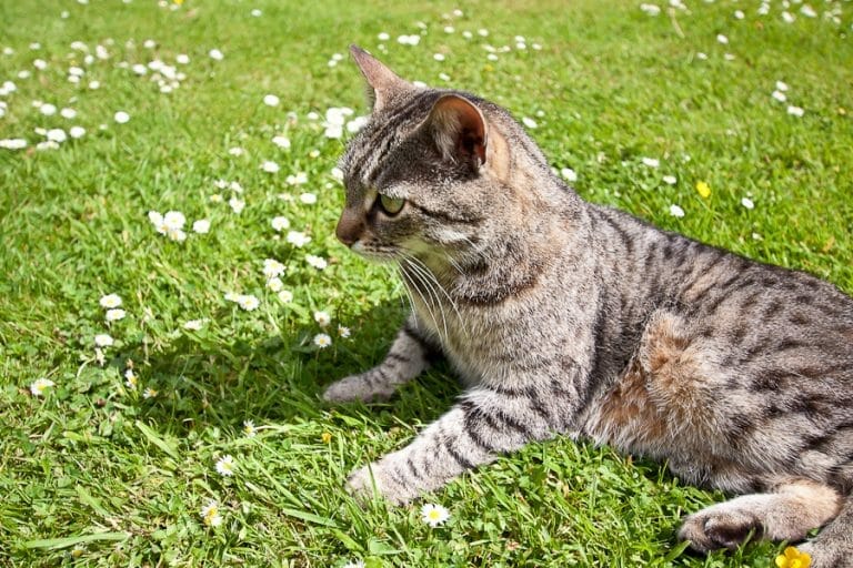 how-to-keep-cats-out-of-your-yard-and-garden-naturally