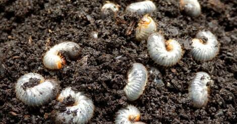 how to get rid of grubs in lawn naturally