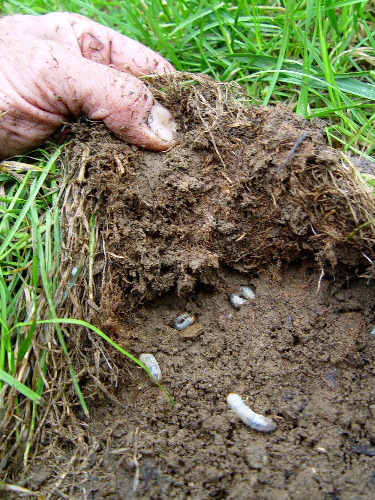 natural ways to get rid of grubs in lawn