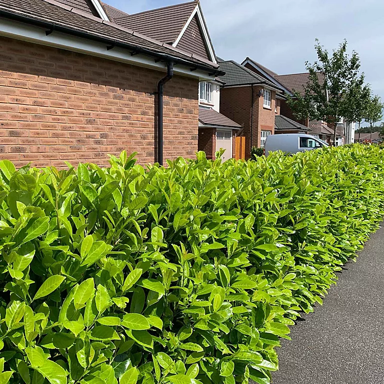 Evergreen landscaping plants for front of house