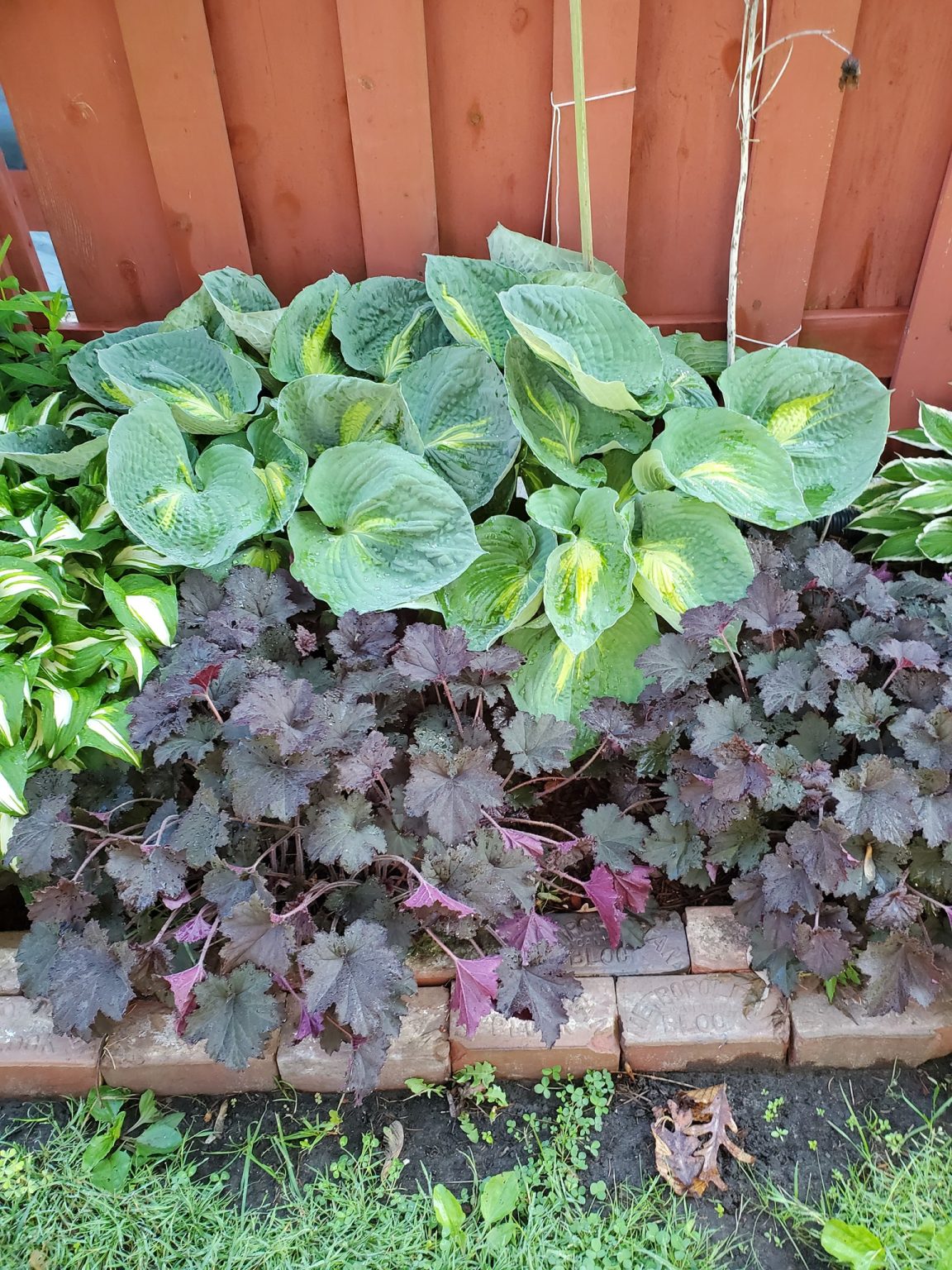 26 Best Foundation Plants For The Front Of Your House
