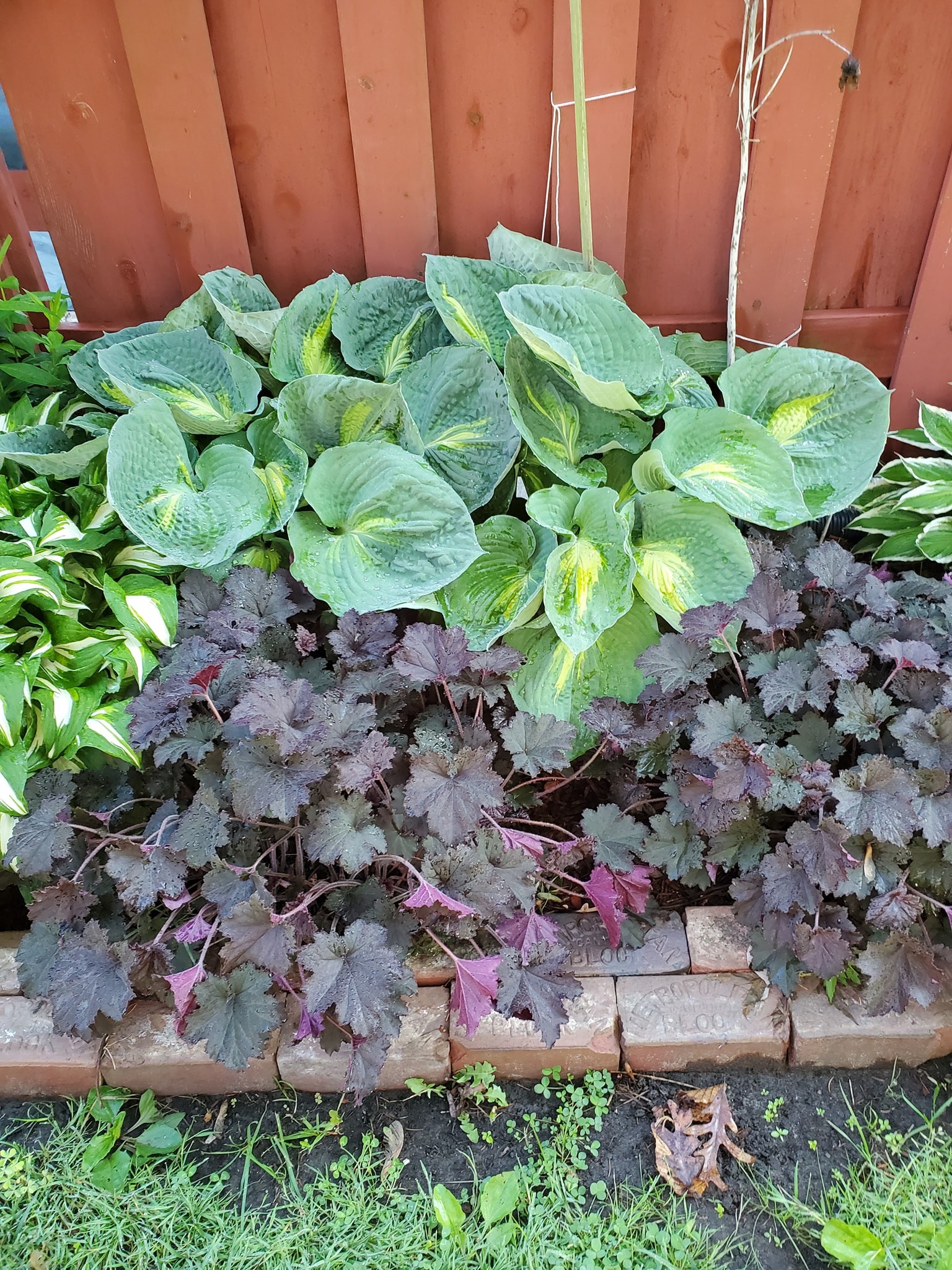 landscaping plants for front of house